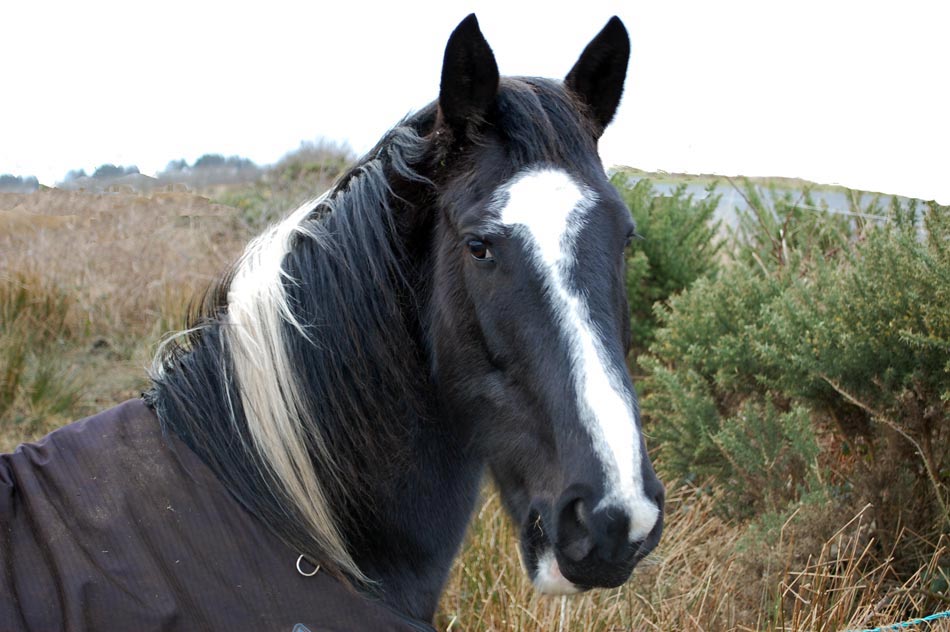 Facts about Ireland - Horse Riding Image