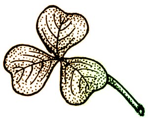 Shamrock Image