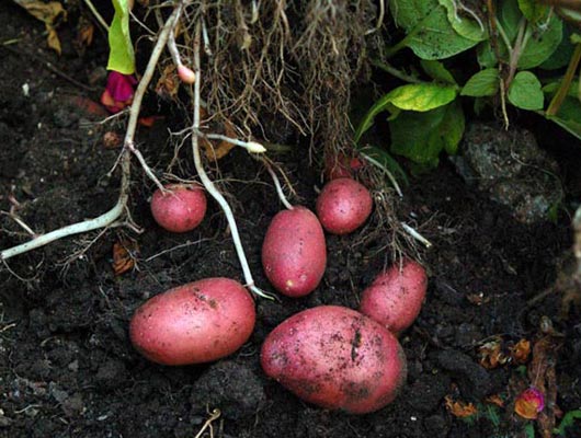 Irish Potato Image