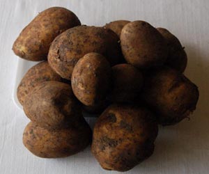 Irish Potato Picture