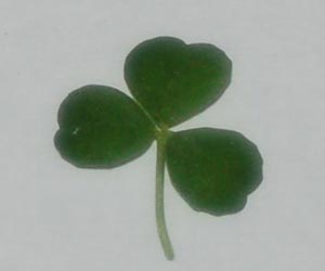 Shamrock Picture